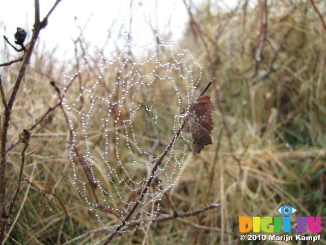 SX13147 Rain droplets on spider's web
